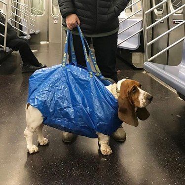 Ikea Bag, York Dog, Nyc Train, Dog Parade, Ny Subway, Funny Wedding Pictures, We Rate Dogs, Sleeping Puppies, New York Subway