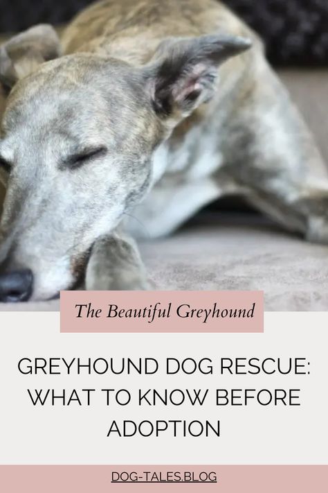 💡 Thinking about adopting a Greyhound but unsure where to start? Discover everything you need to know about Greyhound rescue and how to find the perfect match! 🐾 Save this pin for tips on how to bring home your new best friend. ❤️ Greyhound Breed, Dog Emotions, Greyhound Sleeping, Greyhound Dog Rescue, Greyhound Sitting, Greyhound Rescue, Greyhound Pictures, Greyhound Adoption, Living With Dogs