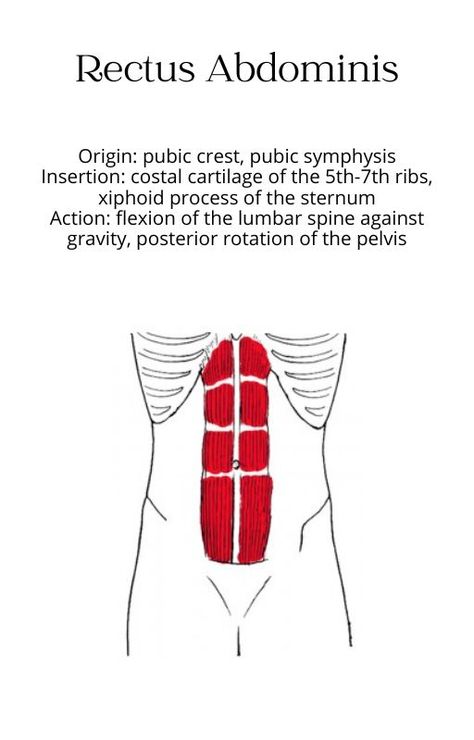 muscle anatomy bony structure studying rectus abdominis chart origin insertion action innervation athletic training physical therapy nursing doctor healthcare health professions physiology school Muscle Chart Anatomy, Muscle Chart, Rectus Abdominis Muscle, Rectus Abdominis, Human Muscle Anatomy, Anatomy Physiology, Brain Facts, Effective Study Tips, Human Body Anatomy