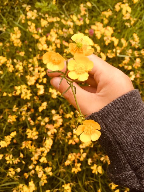 Buttercup Aesthetic Flower, Buttercup Flower Aesthetic, Buttercups Aesthetic, Buttercups Flower, Buttercup Aesthetic, Buttercup Field, Buttercup Flowers, Gardening Aesthetic, Pony Rider