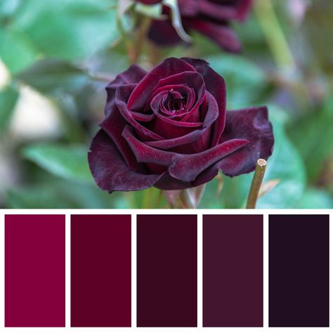 Beet Color Palette, Burgundy Color Palette Colour Schemes, Red And Purple Color Palette, Deep Red Color Palette, Wine Color Palette, Burgundy Color Palette, Pallete Color, Burgundy Colour Palette, Color Schemes Colour Palettes