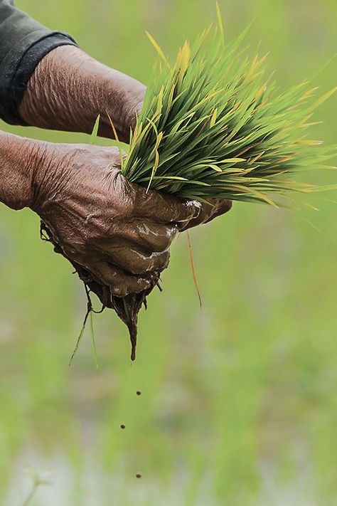 Farmer Images India, Agriculture Pictures, Agriculture Photography, National Geographic Animals, Agriculture Photos, Emoji Photo, Village Photography, Iphone Background Images, Beautiful Nature Scenes