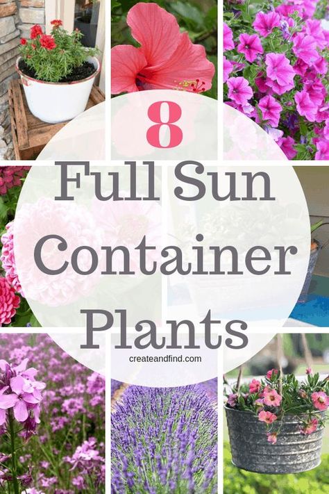 Full Sun Planters, Full Sun Container Plants, Potted Plants Patio, Full Sun Flowers, Garden Cactus, Potted Plants Outdoor, Sun Loving Plants, Full Sun Plants, Plants Ideas