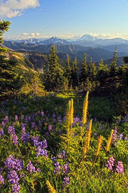 Flowers on Lakeview Ridge Pacific Crest Trail, Pasayten Wilderness by i8seattle, via Flickr Pacific Crest Trail Aesthetic, Washington State Wildflowers, Wyoming Wildflowers, Wild Flowers Mountain, Wildflowers Of The Pacific Northwest, Pacific Northwest Trail, Hiking Usa, Washington Hikes, Thru Hiking