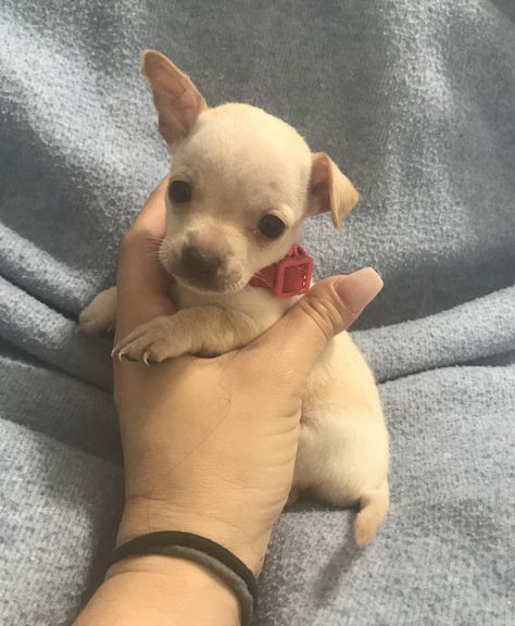 Teacup Chihuahua Puppies For Sale Near Me, Chihuahua Puppies For Sale Near Me, Teacup Maltipoo For Sale, Cute Chihuahuas, Teacup Dogs For Sale, Teacup Chihuahua For Sale, Capuchin Monkeys, Chihuahua Mix Puppies, Chihuahua Breeders