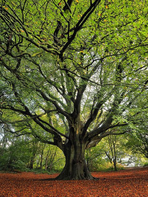 My exterior will include a big tree as a reminder to no matter where life takes you, you will always have roots with your family. Interiors Aesthetic, Jungle Aesthetic, 숲 사진, Whimsical Aesthetic, Aesthetic Artsy, Weird Trees, Nautical Aesthetic, Aesthetic Edgy, Aesthetic Coastal