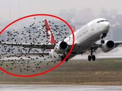 How Do Birds Fly, Aircraft Accidents, Commercial Airplane, Plane Engine, Elvis And Me, Airplane Landing, Bird Strike, Plane Flying, Fly Plane