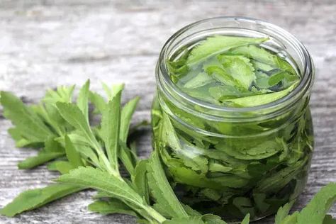 Complete Guide to Making Homemade Stevia Extract: Benefits, Methods, and Uses Leaf Health, Wine Bottle Centerpieces, Preserving Herbs, Bottle Centerpieces, Stevia Plant, Scary Stuff, Low Gi, Liquid Stevia, Make Food