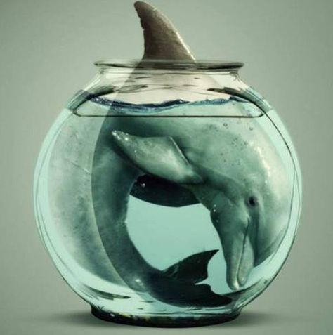 End Dolphin Captivity Animal Captivity, Boycott Seaworld, Animals Rights, Meat Lover, Sea Shepherd, Save The Whales, Animal Activism, Animal Conservation, Animal Liberation