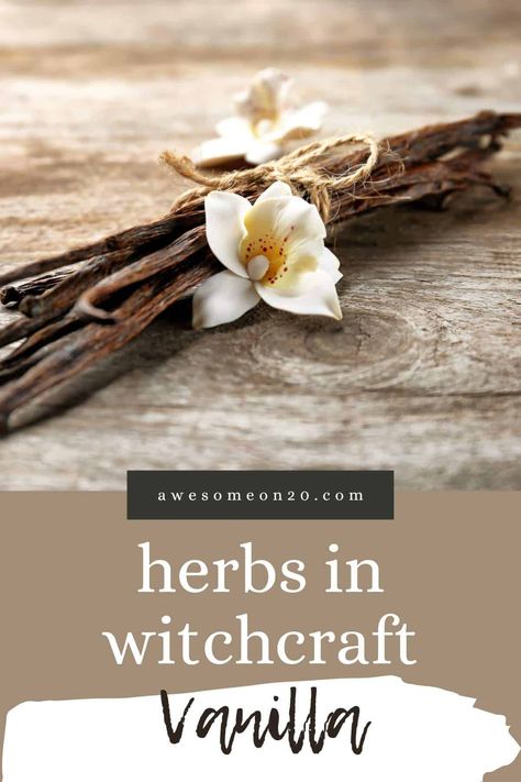 Vanilla is a deeply evocative scent, and anything that makes you feel a deep emotion is powerfully magical. Our herbs in witchcraft post this month is anything but plain. #vanilla #kitchenwitchcraft #witchcraft Vanilla Witchcraft, Herbs In Witchcraft, Vanilla Hot Chocolate, Witch Meaning, Vanilla Pancakes, Homemade Doughnuts, Orange Frosting, Kitchen Witchery, Vanilla Vodka