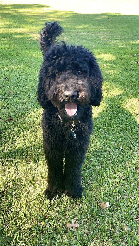 Black Golden Doodle Haircut Styles, Golden Doodle Black, Black Doodle Dog, Labradoodle Pictures, Black Goldendoodle, Goldendoodle Black, Golden Doodles, Golden Doodle, Doodle Dog