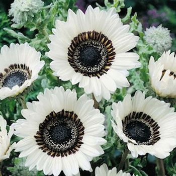 Goth Flowers, Cape Daisy, The Veldt, Deer Resistant Flowers, Goth Garden, Gothic Garden, White Sunflowers, Black Garden, Moon Garden