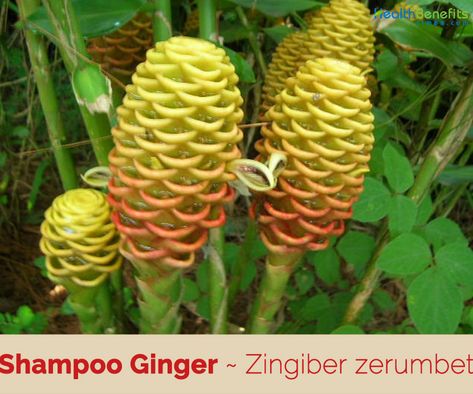 Shampoo Ginger facts and health benefits Ginger Facts, Beehive Ginger, Shampoo Ginger, Ginger Rhizome, Ginger Plant, Ginger Flower, Planting Tools, Wild Ginger, Fruit Seeds