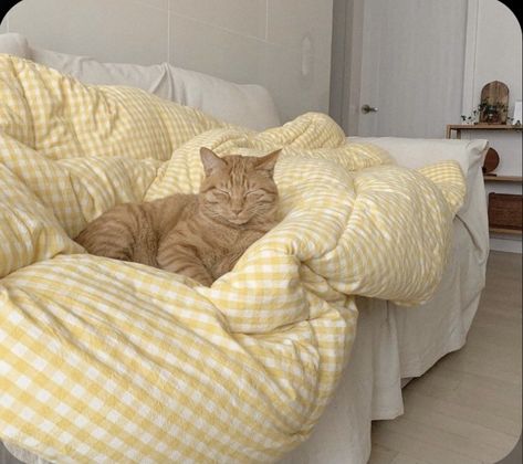 Aesthetic bedroom cat cats pet pets lover animal animals ginger cute cat kitten kitty Orange Cat, Orange, Bed, Yellow, White