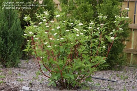 Red Osier Dogwood (Cornus baileyi) Dogwood Bush, Dogwood Shrub, Red Osier Dogwood, Red Dogwood, Red Twig Dogwood, Twig Dogwood, Australian Garden, Landscaping Plants, Tree Farms