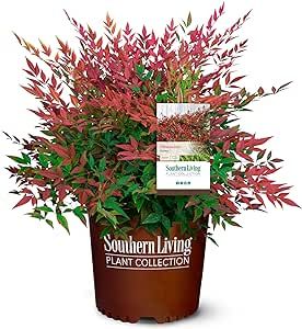 2 Gal. Obsession Nandina Shrub Obsession Nandina, Orange Rocket Barberry, Lemon Lime Nandina, Southern Living Plant Collection, Southern Living Plants, Planting Hydrangeas, Flowering Shrubs, Evergreen Shrubs, Leaf Coloring