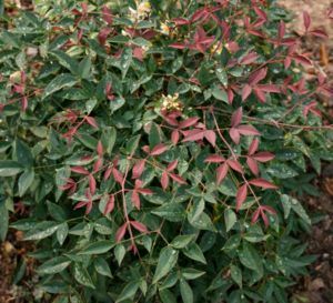 Flirt™ Nandina Lemon Lime Nandina, Southern Living Plants, New Growth, Southern Living, Deep Red, New Homes, Plants, Red, Color