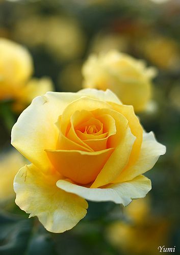 Hybrid Tea Roses, Beautiful Rose Flowers, Tea Roses, Love Rose, Mellow Yellow, Flower Beauty, Beautiful Blooms, Rose Garden, Yellow Roses