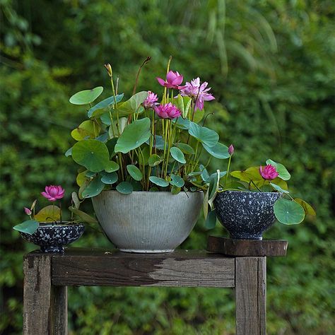 Bowl Lotus: Embracing Zen through Blossoms Bowl Lotus, Bowl Garden, Lotus Seeds, Lotus Plant, Outdoor Ponds, Indoor Bonsai, Pond Plants, Home Garden Plants, Beautiful Water