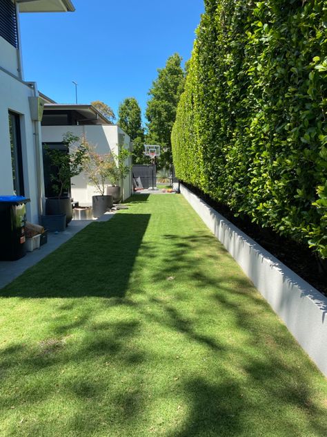 Retaining Wall With Hedges, Hedge On Retaining Wall, Outdoor Hedge Wall, Grass Front Yard, Front Yard Hedges, Ficus Hedge, Frontyard Landscape, Privacy Landscaping Backyard, Small Backyard Garden Design