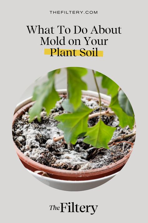 Is mold on plants bad? Here's what causes it and what to do about it. How To Get Rid Of Mold On Plant Soil, Indoor Forest, Plant Knowledge, House Mold, Moss Plant, Zone 10, Witch Garden, Prayer Plant, Growing Plants Indoors