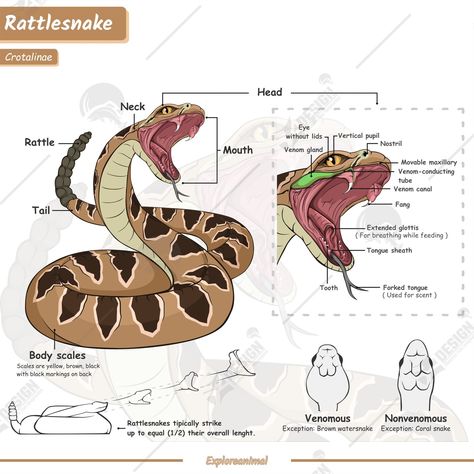 Rattlesnake anatomy. Diagram showing parts of a rattlesnake .infographic about rattlesnake , identification and description.Can be used for topics like biology, zoology. #animal #Snake #rattlesnake #Poster #Education #infographic #animal Biology Rattlesnake Illustration, Animal Biology, Poster Education, Rattlesnake Bites, Anatomy Illustration, Flower Structure, Vet Medicine, Nature Sketch, Animal Anatomy