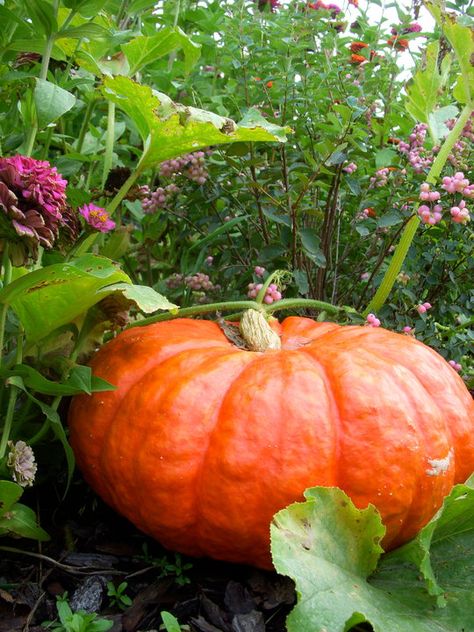 Cinderella pumpkin Cinderella Pumpkin, Orange Pumpkin, Fabulous Fall, Autumn Beauty, Autumn Garden, Kitchen Garden, Slice Of Life, Fall Harvest, Fall Fun