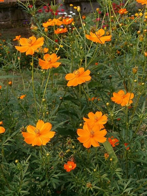 Drought Tolerant Annuals, Flowers For Butterflies, Late Summer Flowers, Flower Seeds Packets, Cosmos Flowers, Garden Borders, Bright Flowers, Single Flower, Flower Images