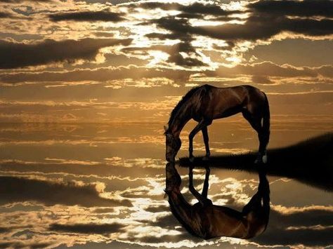 beautiful horse scene Scenic Photos, Wild Mustangs, Majestic Horse, Majestic Animals, Amazing Sunsets, Arabian Horse, Horse Love, Ok Ru, Horse Art