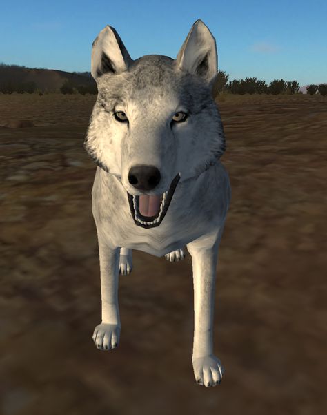 Gabe Core, Wolf Quest, Eurasian Wolf, Cute Hairless Cat, Pet Frogs, Dog Man, Wolf Stuff, Wolf Pictures, Hairless Cat