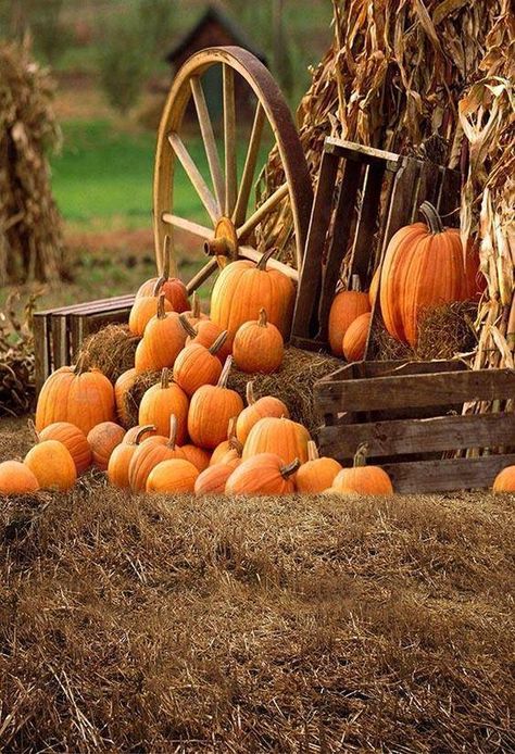 $22.99
$35.99 Autumn Backgrounds, Autumn Farm, Backdrops Photography, Maple Pumpkin, Christmas Photo Booth, Custom Backdrops, Farmhouse Halloween, Pumpkin Projects, Muslin Backdrops