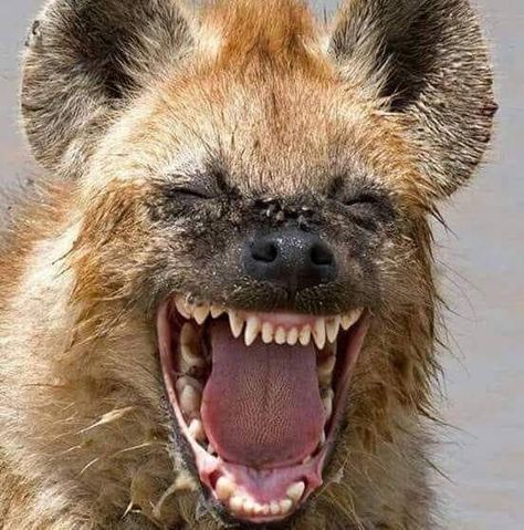 Laughing Hyena, Funny Photos Of People, Wild Animals Photography, Elephant Face, Wildlife Pictures, Serengeti National Park, Wildlife Photos, African Wildlife, Amazing Animals