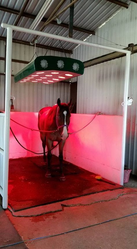 Horse drying Horse Rescue Facility, Horse Solarium, Horse Boarding Facility, Equine Facility Design, Horse Farm Layout, Luxury Horse Barns, Equine Stables, Dream Barn Stables, Dream Ranch