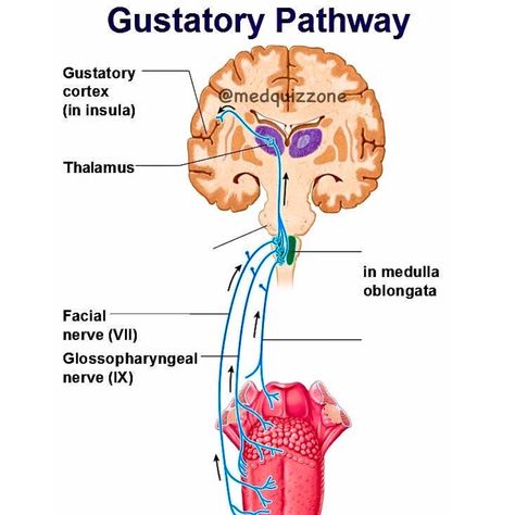 ‼️The gustatory pathway is the neural route by which taste information is conveyed from the tongue to the brain. Here’s components and steps involved in this pathway: 1️⃣ Taste Receptors on the Tongue: • Taste buds located on the tongue detect taste stimuli. Each taste bud consists of gustatory receptor cells that respond to different taste modalities (sweet, sour, salty, bitter, and umami). 2️⃣ Cranial Nerves Involved: • Facial Nerve (VII): This nerve carries taste sensations from the... Human Tissue Anatomy, Tongue Mapping Health, Structure Of Tongue, Chinese Tongue Diagnosis, Glossopharyngeal Nerve, Insufficient Glandular Tissue, Facial Nerve, Cranial Nerves, Medical Anatomy