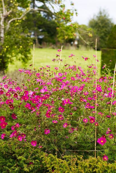 Pink Cosmos - An English Flower Garden Budget Garden Ideas, English Flower Garden, Garden Landscaping Ideas, Growing Cut Flowers, Pink Cosmos, Landscaping Ideas On A Budget, Backyard Garden Layout, Budget Garden, Cosmos Flowers