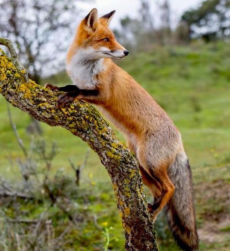 Fox Sitting, Fox Stuffed Animal, Fox Images, Arte Doodle, Animal Art Projects, Fox Drawing, Fox Pictures, Foxes Photography, Animal References