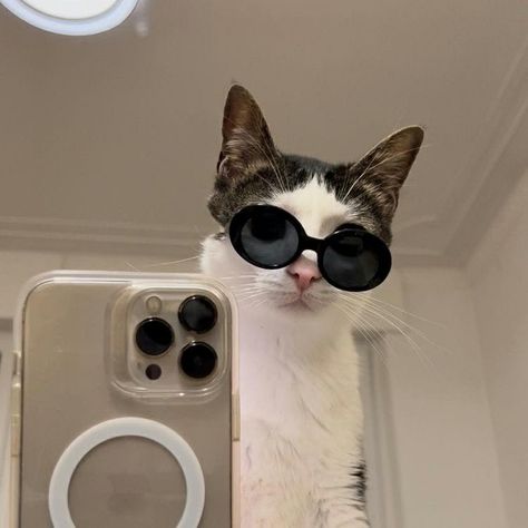 Cool Insta Pfp, Cat Memes Cute, Cute Animals Cat, Memes Cute, Cat Profile, Cat Selfie, Cat Phone, Silly Cats Pictures, Cute Cat Wallpaper