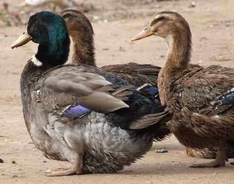 Rouen Ducks, Rouen Duck, Backyard Ducks, Duck Breeds, Meat Birds, Raising Ducks, Create Board, Coop Ideas, Selective Breeding