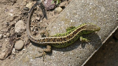 Sand Lizard, Free Image, Free Photos, Habitat, Stock Images Free, Hold On, Germany, Wonder, Tv