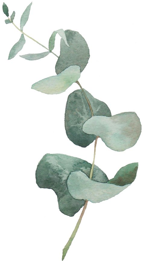 Baby Blue Eucalyptus, Blue Eucalyptus, Watercolor Art Diy, Learn Watercolor Painting, Learn Watercolor, Diy Watercolor Painting, Leaf Drawing, Abstract Art Painting Diy, Watercolor Flower Art