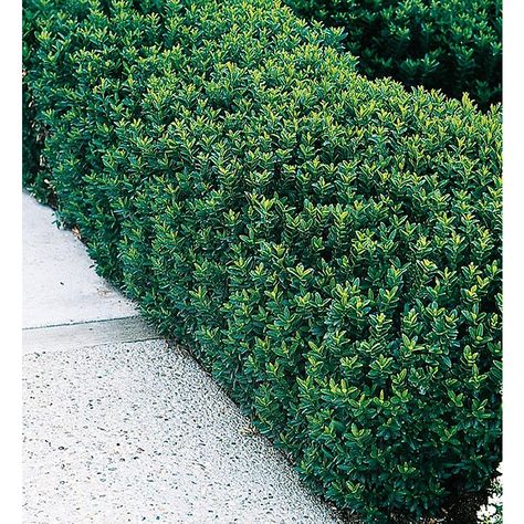 Green Spire Euonymus. Super tough evergreen shrub for foundation around house Hedge Trees, Full Sun Perennials, Lily Garden, Full Sun Plants, Sun Plants, Evergreen Shrubs, Green Garden, Landscaping Plants, Colorful Garden