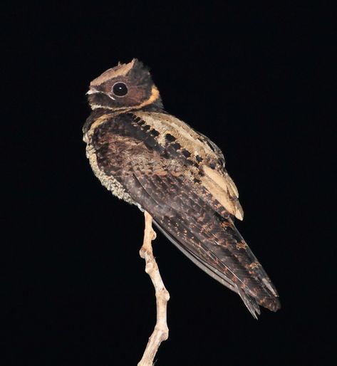 Great Eared Nightjar, Nightjar Bird, Night Jar, Dragon Bird, Tropical Forest, Bird Pictures, Arte Animal, Birds Of Prey, Bird Species