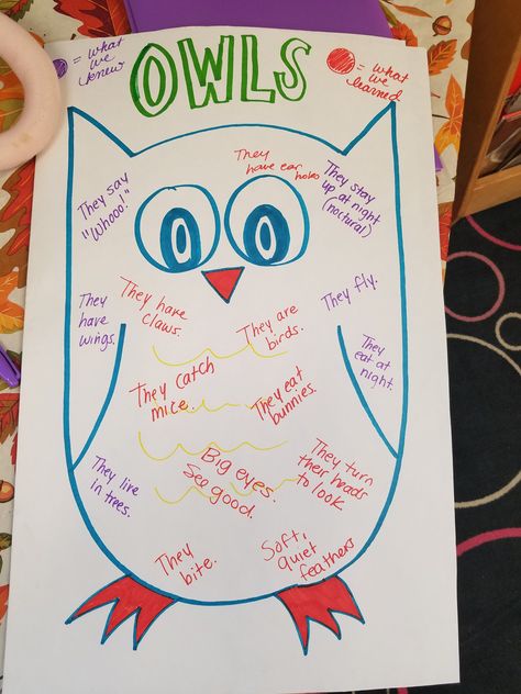 During morning Circle Time I asked the class what they already knew about Owls (purple writing). They knew . . . Owls are Nocturnal They say “whooo!” They fly They have wings They live … Owl Activities For Kindergarten, Nocturnal Animals Preschool, Owl Storytime Ideas, Owl Babies Activities, Owl Learning Activities, Owl Lesson Plans For Preschool, Owl Preschool Circle Time, Owl Unit First Grade, Owl Preschool