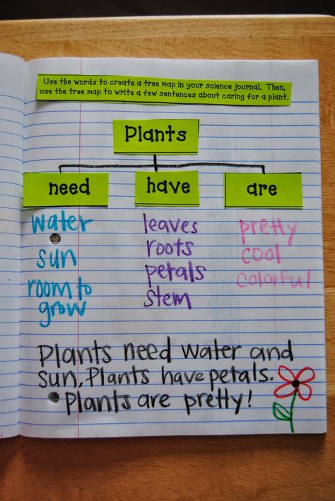 Grade 3 Science, Science Inquiry, 7th Grade Science, 1st Grade Science, First Grade Science, Primary Science, Science Notebooks, Interactive Science, Interactive Science Notebook