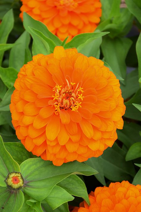 Click to view a full-size photo of Magellan Orange Zinnia (Zinnia 'Magellan Orange') at Meadows Farms Nurseries Orange Zinnia, Garden Border Edging, Alpine Garden, Rainbow Garden, Orange Garden, Zinnia Flowers, Farm Nursery, Low Maintenance Plants, Garden Borders