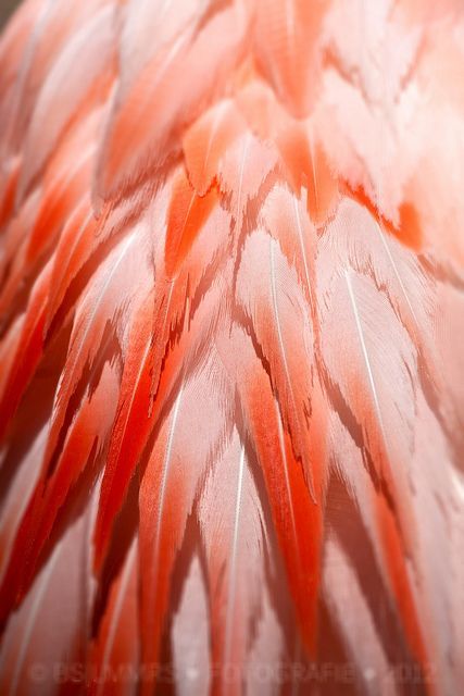 Flamingo Feathers by Bas Lammers Flamingo Feathers, Flamingo Pictures, Flamingo Art, Bird Wings, Pink Ivory, Coral Peach, Pink Feathers, Color Naranja, Big Bird