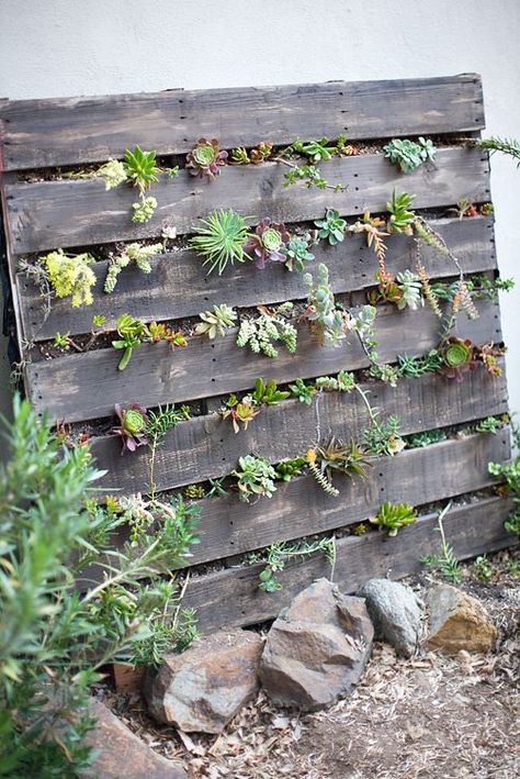 9 Easy Ways to Decorate Your Home with Succulents Succulent Pallet, Hanging Planter Boxes, Vertical Pallet Garden, Vertical Succulent Gardens, Succulent Planter Diy, Garden Pallet, Succulent Garden Diy, Garden Walkway, Pallet Garden