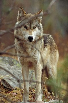 8186f93834f04f0ac43cec6fad5aca18 Wolf Standing, Wolf World, Wolf Photography, Wolf Photos, Timber Wolf, Wolf Love, Wild Wolf, Wolf Drawing, Wolf Pictures