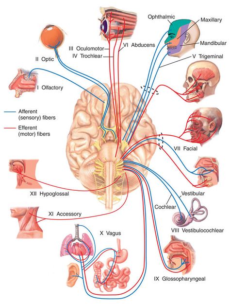 Nervous System Anatomy, Nerve Anatomy, Human Nervous System, Brain And Nervous System, Medical Dictionary, Human Body Organs, Craniosacral Therapy, Basic Anatomy And Physiology, Medical Student Study