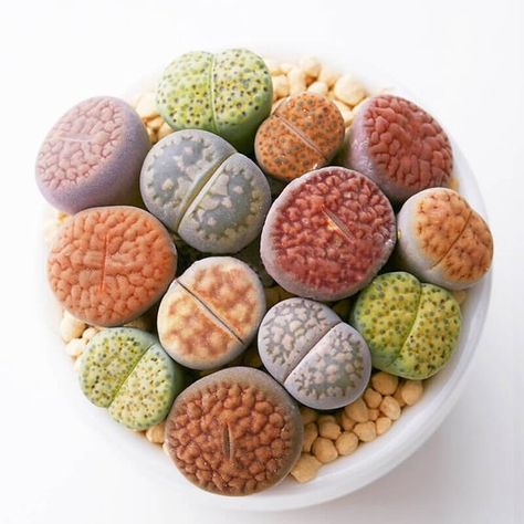 Repotting Succulents, Mimicry Plant, Lithops Succulents, Living Stones, Succulent Seeds, Succulent Bouquet, Succulent Centerpieces, Succulent Gifts, Indoor Herb Garden